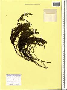 Empetrum nigrum subsp. caucasicum (Juz.) Kuvaev, Caucasus, Krasnodar Krai & Adygea (K1a) (Russia)