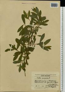 Salix purpurea L., Eastern Europe, Moldova (E13a) (Moldova)
