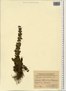 Ajuga orientalis L., Caucasus, Georgia (K4) (Georgia)