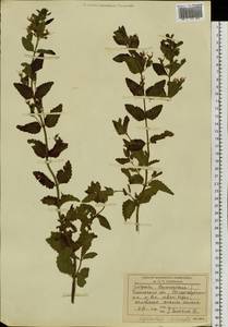 Nepeta lophanthus (L.) Fisch. ex Loew, Siberia, Baikal & Transbaikal region (S4) (Russia)