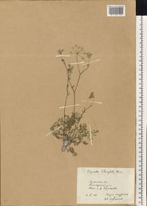 Pimpinella tragium Vill., Eastern Europe, North Ukrainian region (E11) (Ukraine)