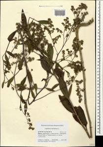 Lepidium latifolium L., Crimea (KRYM) (Russia)