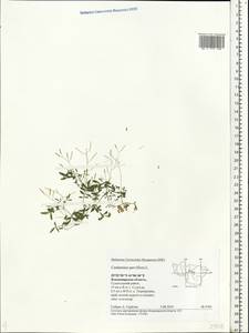 Cardamine parviflora L., Eastern Europe, Central region (E4) (Russia)