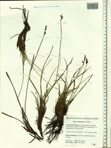 Carex rigidioides (Gorodkov) V.I.Krecz., Siberia, Russian Far East (S6) (Russia)