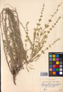 Silene borysthenica (Gruner) Walters, Eastern Europe, South Ukrainian region (E12) (Ukraine)