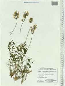 Oxytropis leucantha (Pall.) Pers., Siberia, Central Siberia (S3) (Russia)