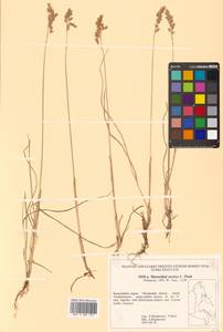 Anthoxanthum nitens (Weber) Y.Schouten & Veldkamp, Siberia, Chukotka & Kamchatka (S7) (Russia)