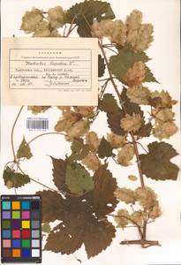Humulus lupulus L., Eastern Europe, Central forest-and-steppe region (E6) (Russia)