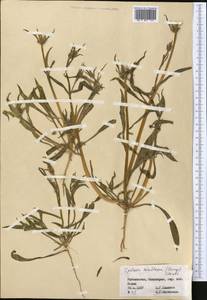 Epilasia hemilasia (Bunge) C. B. Cl., Middle Asia, Pamir & Pamiro-Alai (M2) (Uzbekistan)