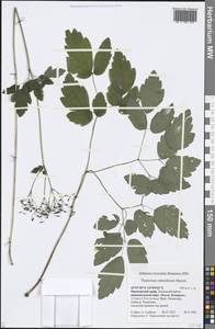 Thalictrum tuberiferum Maxim., Siberia, Russian Far East (S6) (Russia)