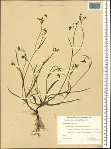 Bupleurum polyphyllum Ledeb., Caucasus, North Ossetia, Ingushetia & Chechnya (K1c) (Russia)