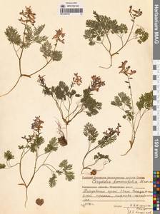 Corydalis fumariifolia Maxim., Siberia, Russian Far East (S6) (Russia)