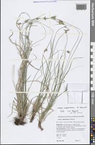 Carex amgunensis F.Schmidt, Siberia, Baikal & Transbaikal region (S4) (Russia)