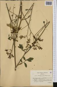 Pastinaca sativa subsp. urens (Req. ex Godr.) Celak., Western Europe (EUR) (Italy)