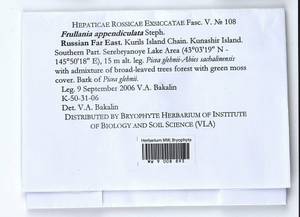 Frullania appendiculata Steph., Bryophytes, Bryophytes - Russian Far East (excl. Chukotka & Kamchatka) (B20) (Russia)