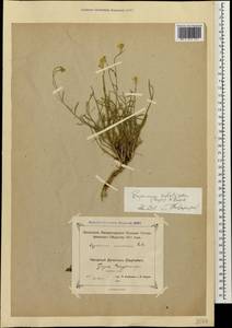 Erysimum substrigosum (Rupr.) N. Busch, Caucasus, Dagestan (K2) (Russia)