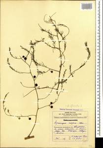 Asparagus officinalis L., Caucasus, Azerbaijan (K6) (Azerbaijan)