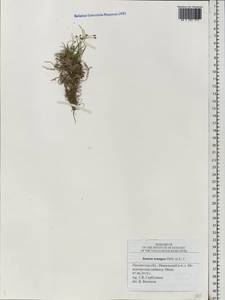 Juncus tenageia Ehrh. ex L.f., Eastern Europe, Middle Volga region (E8) (Russia)