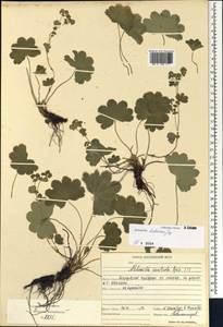 Alchemilla hebescens Juz., Eastern Europe, Middle Volga region (E8) (Russia)