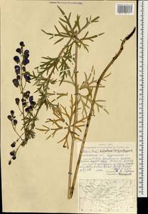 Aconitum ambiguum subsp. baicalense (Turcz. ex Rapaics) Vorosch., Mongolia (MONG) (Mongolia)