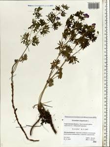 Geranium sanguineum L., Eastern Europe, Lower Volga region (E9) (Russia)