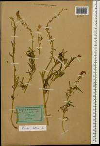 Reseda lutea L., Caucasus, Stavropol Krai, Karachay-Cherkessia & Kabardino-Balkaria (K1b) (Russia)