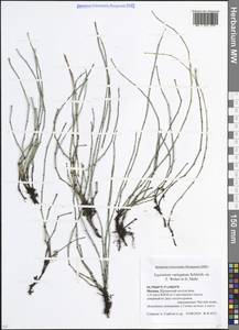 Equisetum variegatum Schleich. ex F.Weber & D.Mohr, Eastern Europe, Moscow region (E4a) (Russia)