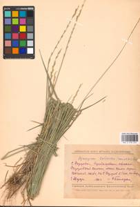 Elymus lolioides (P.Candargy) Melderis, Eastern Europe, Middle Volga region (E8) (Russia)