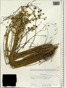 Linum perenne L., South Asia, South Asia (Asia outside ex-Soviet states and Mongolia) (ASIA) (India)
