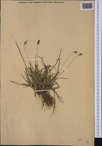 Sesleria caerulea (L.) Ard., Western Europe (EUR) (Austria)