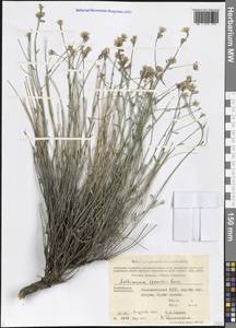Aethionema virgatum (Boiss.) Hedge, Caucasus, Azerbaijan (K6) (Azerbaijan)