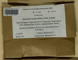 Syntrichia ruralis (Hedw.) F. Weber & D. Mohr, Bryophytes, Bryophytes - Krasnoyarsk Krai, Tyva & Khakassia (B17) (Russia)