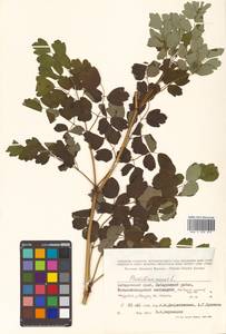 Thalictrum minus subsp. elatum (Jacq.) Stoj. & Stef., Siberia, Russian Far East (S6) (Russia)