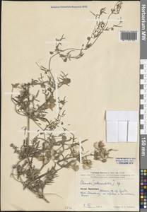 Clematis, South Asia, South Asia (Asia outside ex-Soviet states and Mongolia) (ASIA) (China)
