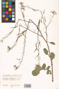 Raphanus sativus L., Eastern Europe, Moscow region (E4a) (Russia)