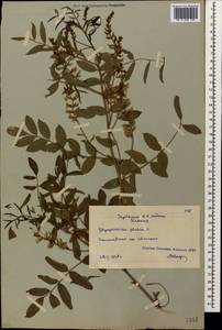 Glycyrrhiza glabra L., Caucasus, Stavropol Krai, Karachay-Cherkessia & Kabardino-Balkaria (K1b) (Russia)