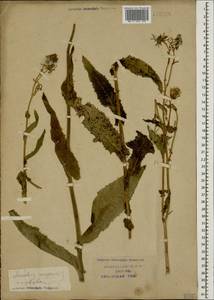 Sonchus arvensis L., Caucasus, Krasnodar Krai & Adygea (K1a) (Russia)