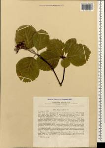 Aria stankovii (Juz.) Sennikov & Kurtto, Caucasus, Azerbaijan (K6) (Azerbaijan)