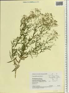 Gypsophila paniculata L., Eastern Europe, Central region (E4) (Russia)