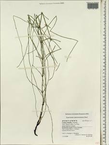 Equisetum ramosissimum Desf., Africa (AFR) (Spain)