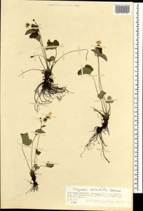 Fragaria orientalis Losinsk., Mongolia (MONG) (Mongolia)