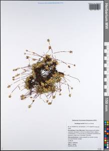 Micranthes merkii subsp. merkii, Siberia, Yakutia (S5) (Russia)