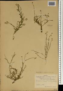 Polygala tenuifolia Willd., Mongolia (MONG) (Mongolia)