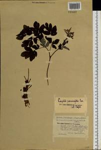 Corydalis paeoniifolia (Steph.) Pers., Siberia, Baikal & Transbaikal region (S4) (Russia)