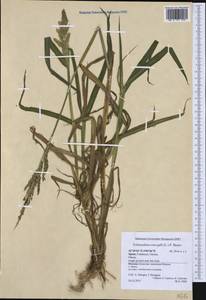 Echinochloa crus-galli (L.) P.Beauv., Western Europe (EUR) (Spain)