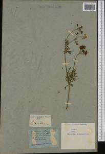 Coriandrum sativum L., Western Europe (EUR) (Not classified)