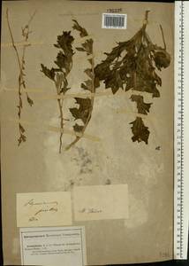 Hyoscyamus pusillus L., Middle Asia, Caspian Ustyurt & Northern Aralia (M8) (Kazakhstan)