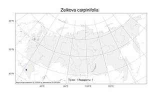 Zelkova carpinifolia (Pall.) K. Koch, Atlas of the Russian Flora (FLORUS) (Russia)