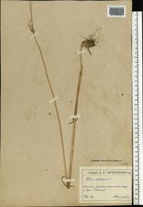 Allium oleraceum L., Eastern Europe, Moscow region (E4a) (Russia)