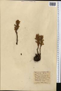 Phelipanche caesia (Rchb.) Soják, Middle Asia, Northern & Central Kazakhstan (M10) (Kazakhstan)